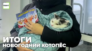 Итоги Новогодний котопёс