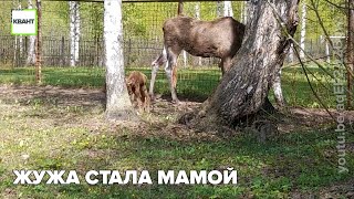 Жужа стала мамой