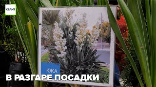 В разгаре посадки