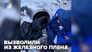 Вызволили из железного плена