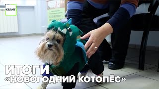 Итоги «Новогодний котопёс»