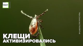 Клещи активизировались