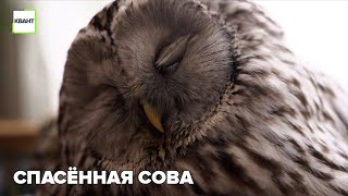 Спасённая сова