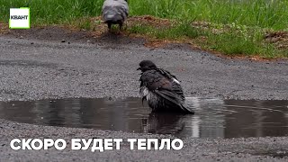 Скоро будет тепло