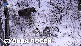 Судьба лосей волнует сотни горожан