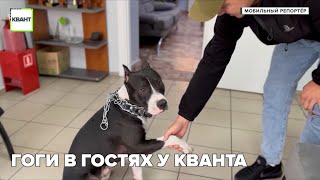 Гоги в гостях у кванта