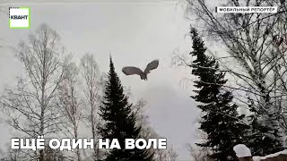 Ещё один на воле