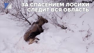 За спасением лосихи с лосёнком следит вся область