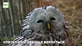 Улетел и не обещал вернуться